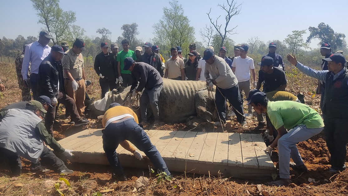 गैँडा स्थानान्तरण गरिँदै